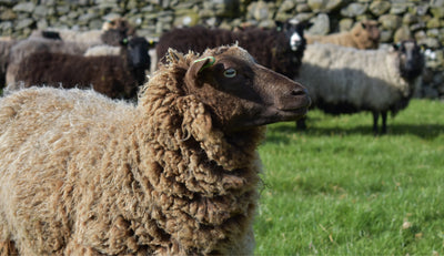 TREATING SHEEP WITH THE RESPECT THEY DESERVE